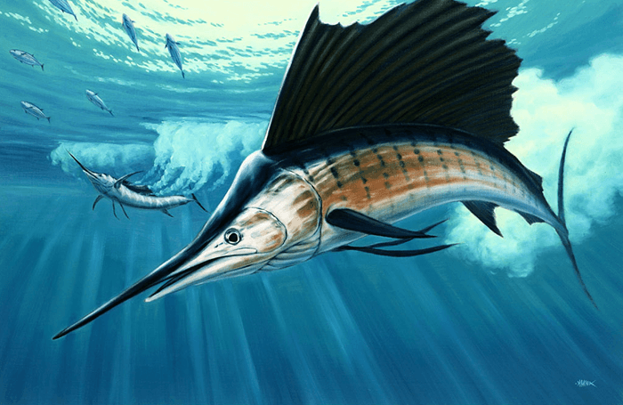 Sailfish