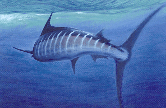 Striped Marlin