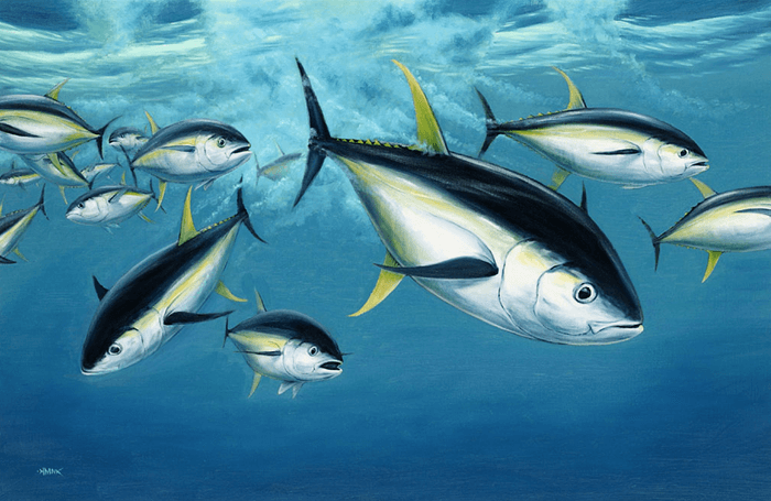 Yellowfin