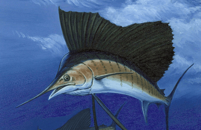 Sailfish