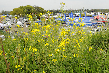 この時期、土手の菜の花がちょうど満開になります