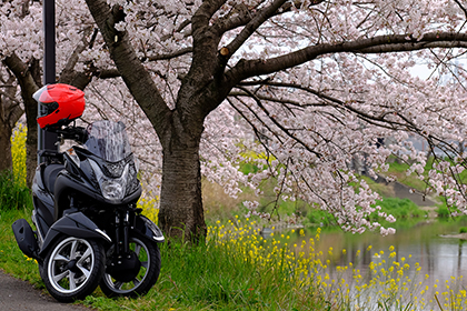 桜のシーズンには、MT-09からTRICITYへとバイクを乗り換えて、同じ場所に撮影に出かけたこともあるそうです。