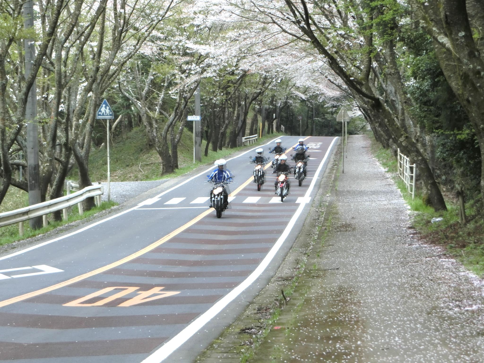 桜トンネル