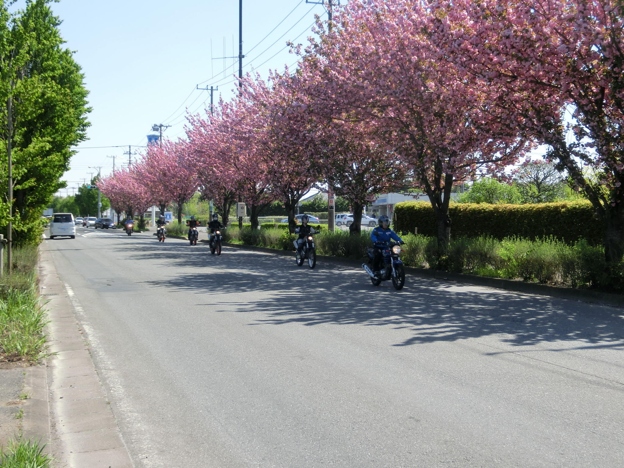 ツーリング途中では、八重桜が満開!!