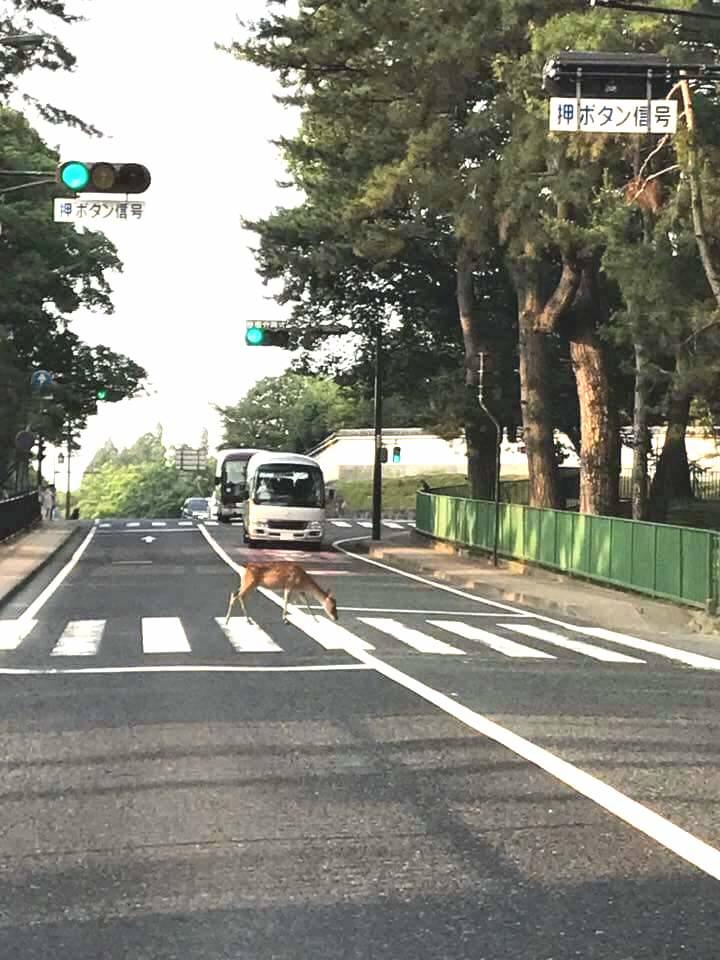 横断歩道を渡る