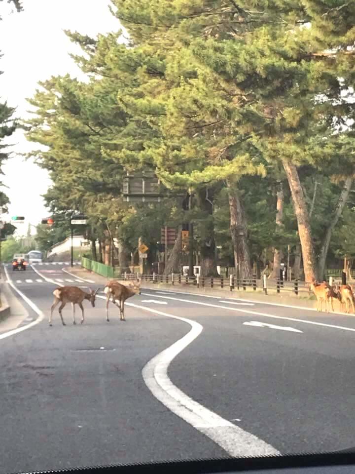 左右の確認をしてから渡る