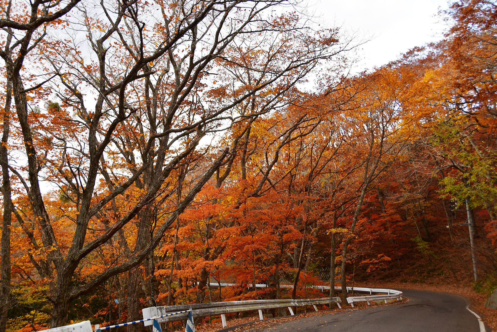 色づく晩秋の信濃路へ。