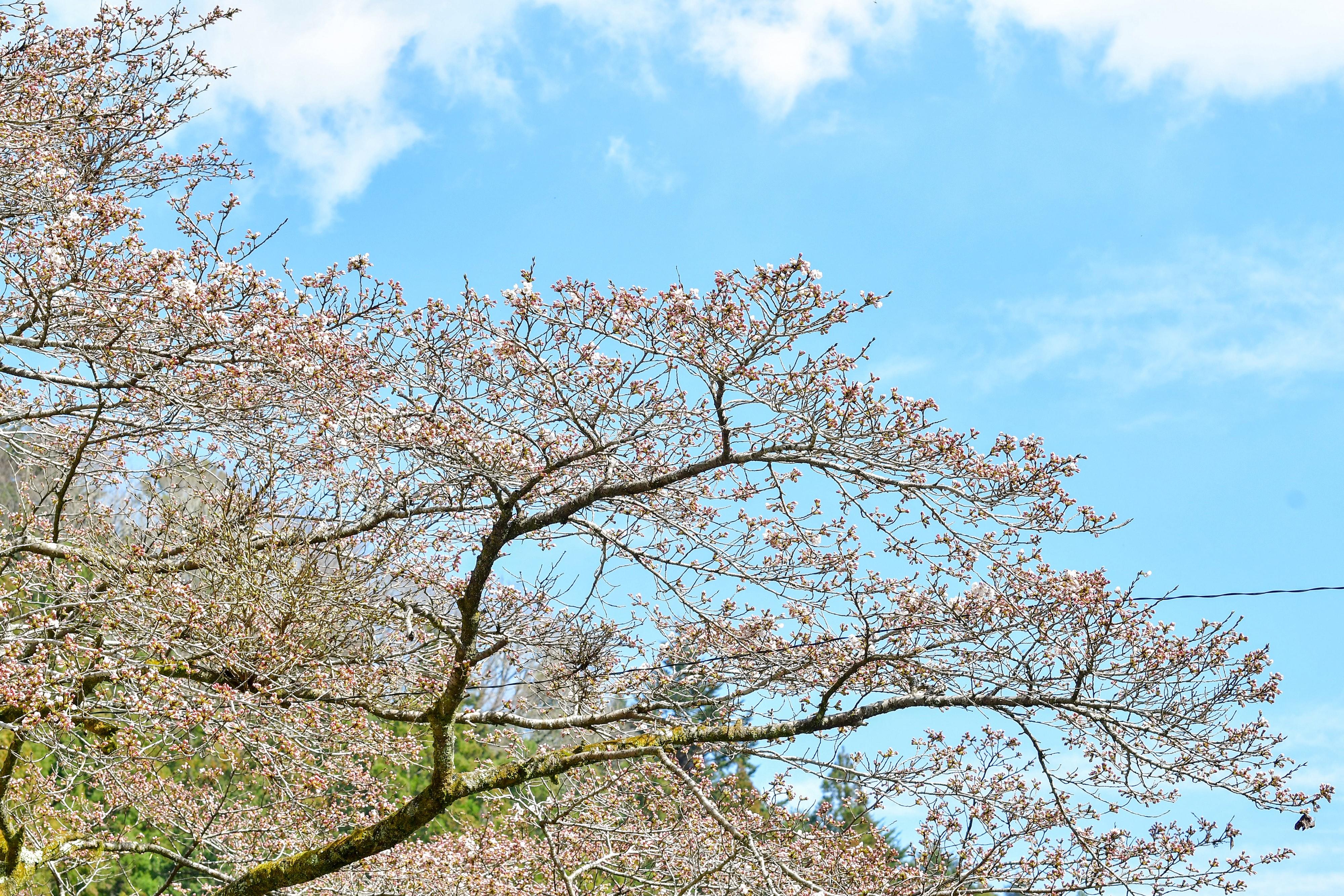 春が来て桜が咲き誇り