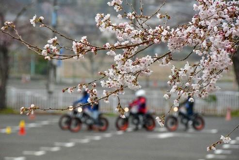 桜の花もみなさんの門出を祝福しているようでした