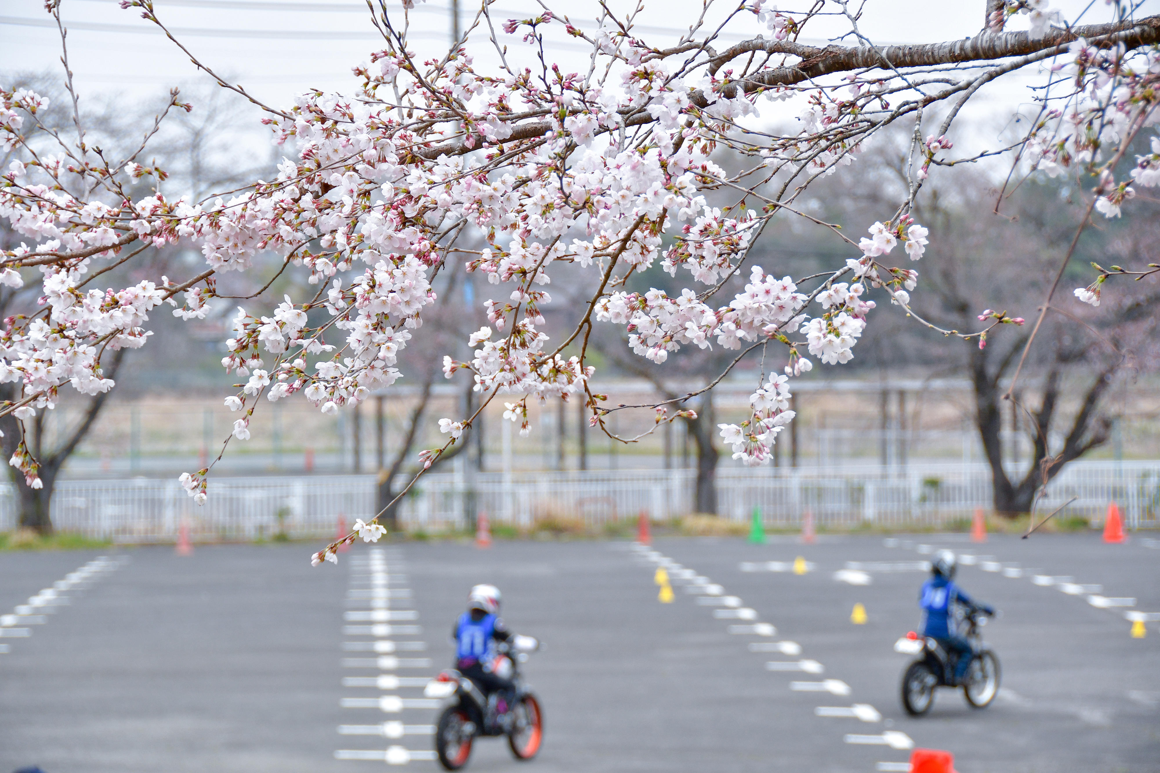 3月開催分のレッスンは