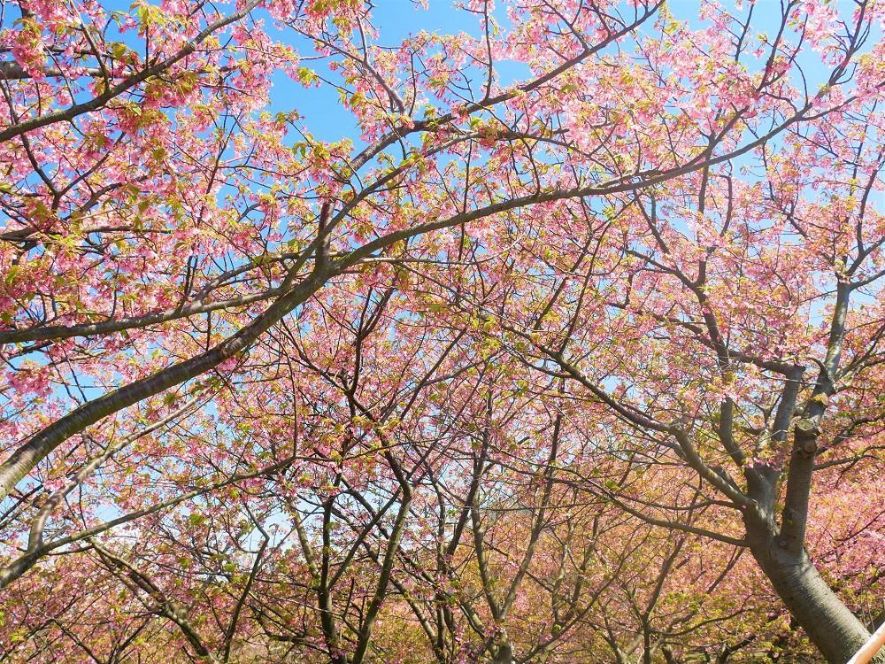 早くも桜です！めっちゃ、きれーい！！