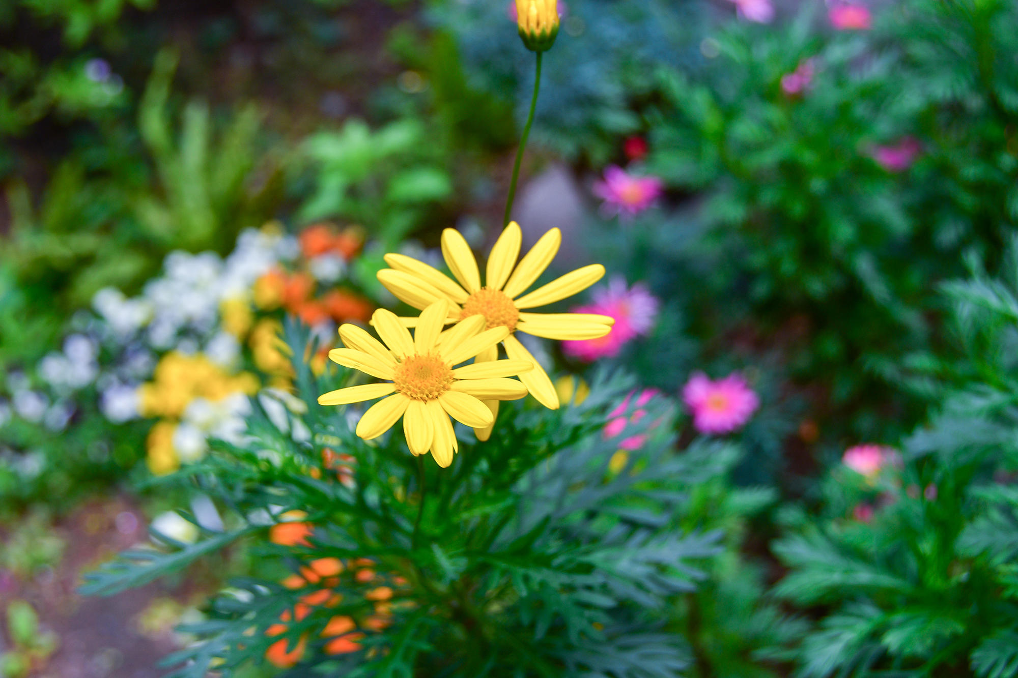 季節の花が道ゆく人を楽しませる、店舗前の植え込みに設けられた花壇。