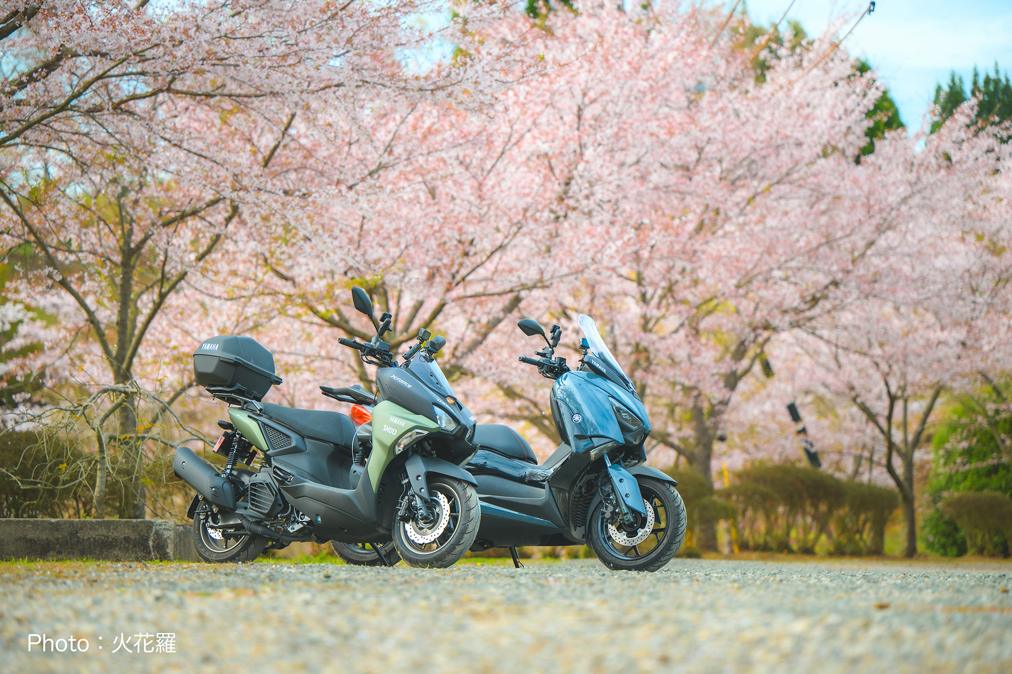 満開の桜の花とX FORCE