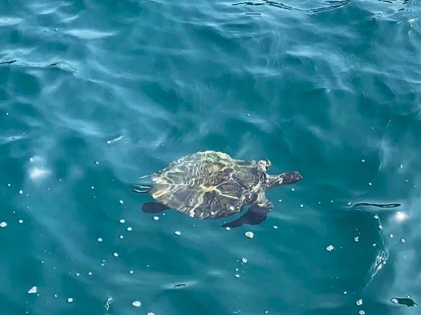 トカラ列島のとある島では、フェリーを待っている時に、港でウミガメを見ることができました！