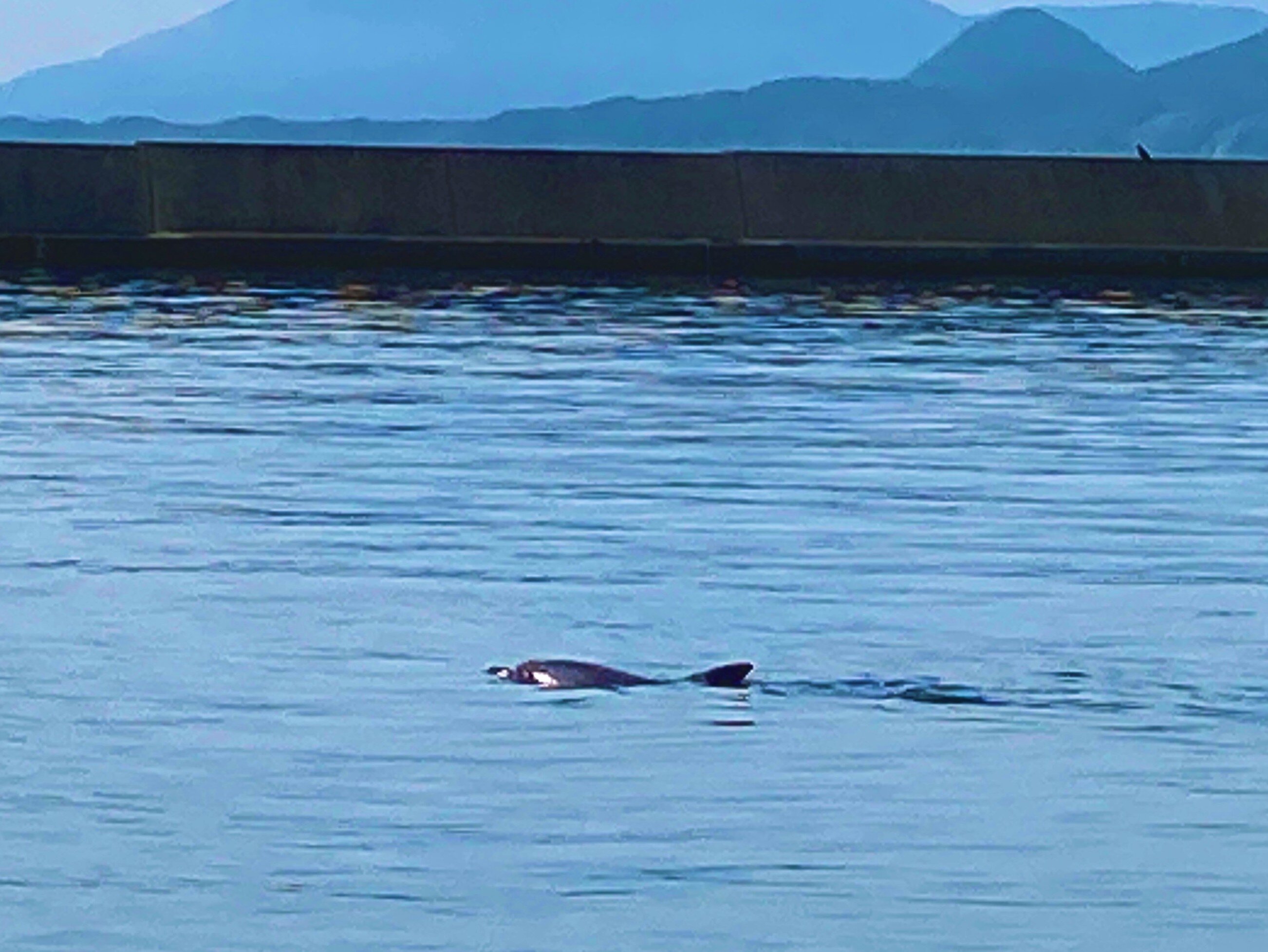 海を泳ぐイルカの写真