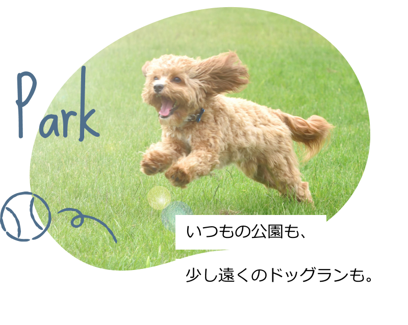 Park：いつもの公園も、少し遠くのドッグランも。